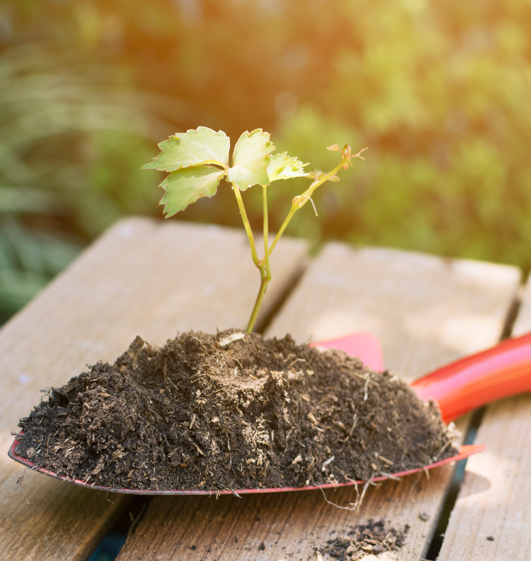 plante et pelle