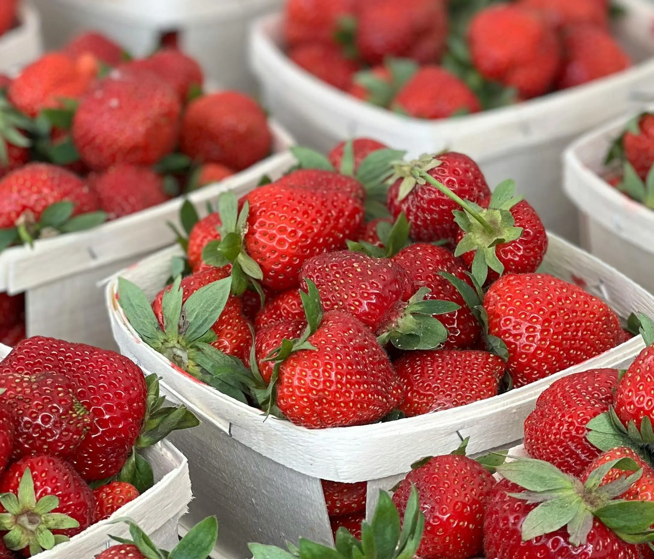 barquette 1kg-marché-tramier