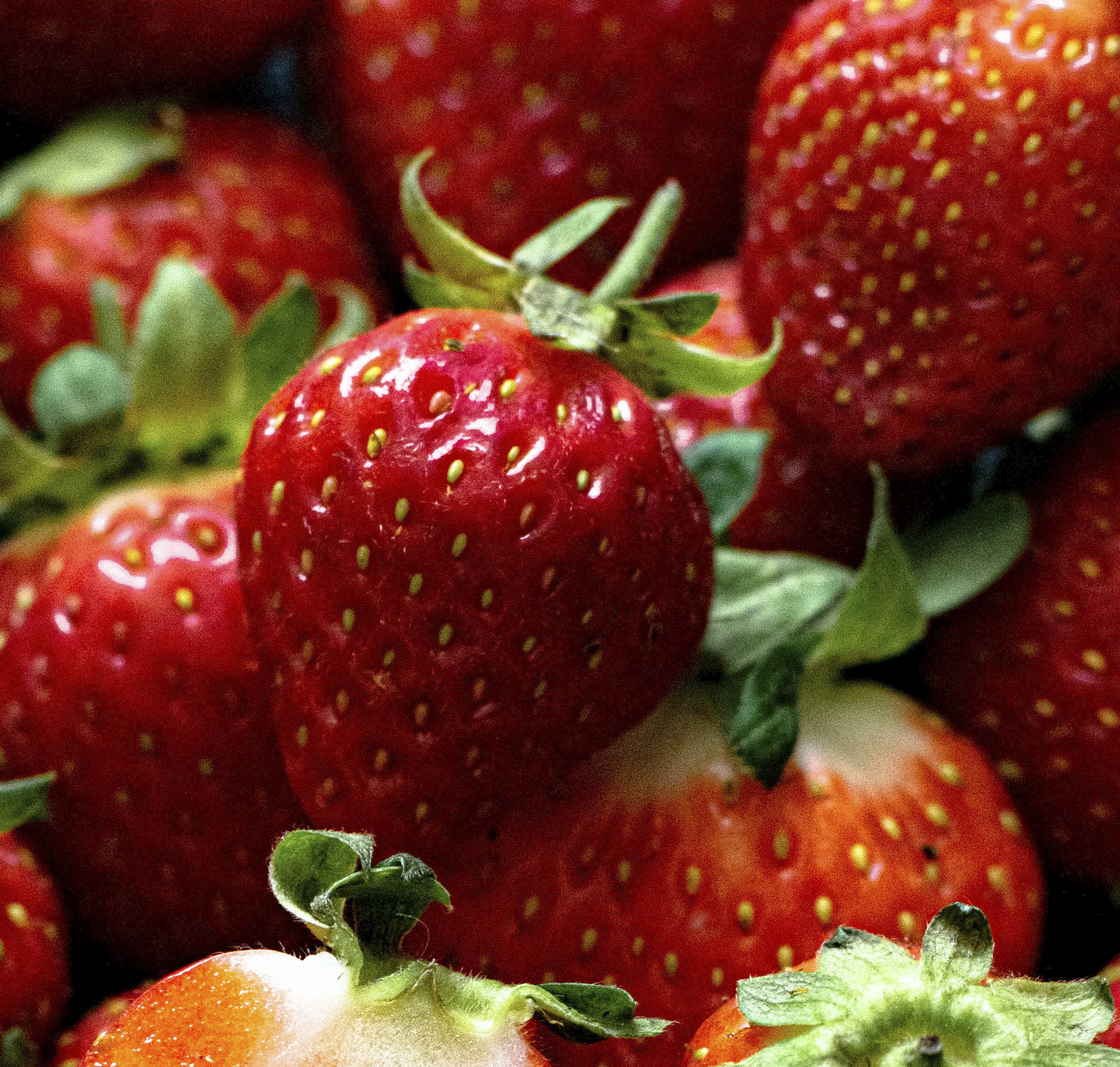 Cirafine-fraisier-tramier