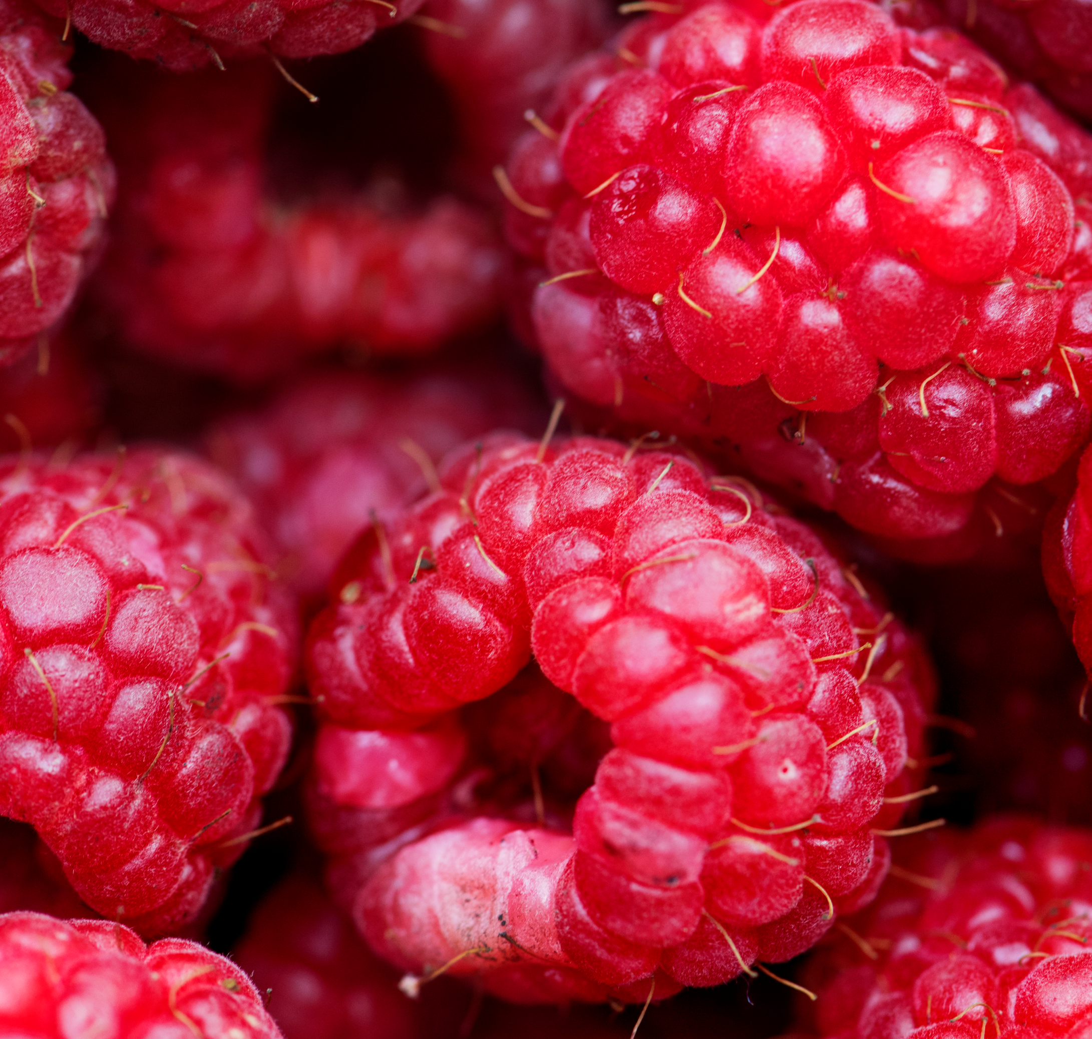 framboise-sas tramier