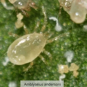 AMBLYSEIUS ANDERSONI
