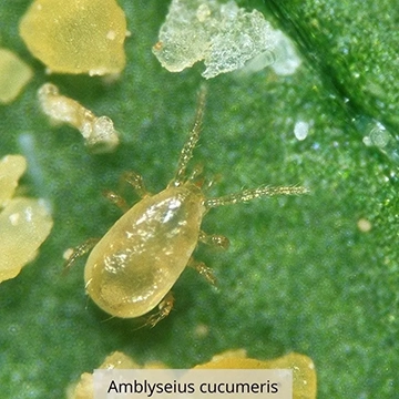 AMBLYSEIUS CUCUMERIS