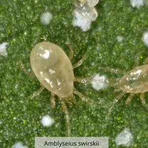 AMBLYSEIUS SWIRSKII