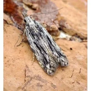 ANARSIA LINEATELLA
