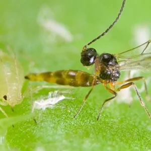 APHIDIUS COLEMANI