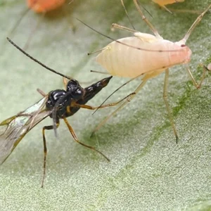 APHIDIUS ERVI