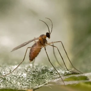 APHIDOLETES APHIDIMYZA