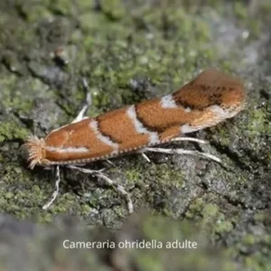 CAMERARIA OHRIDELLA