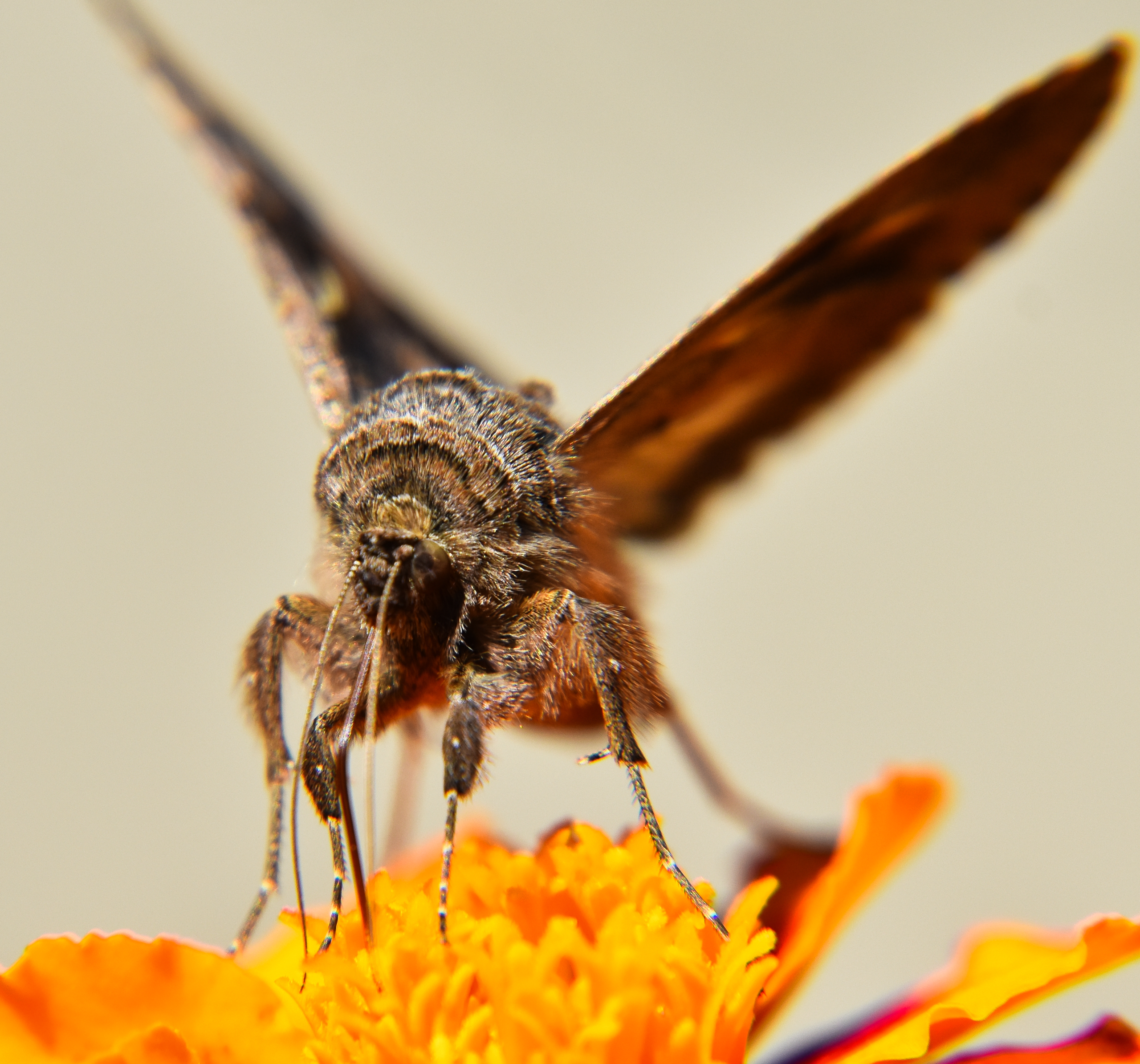 papillon sur fleur jaune