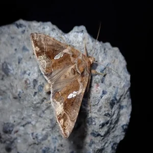 CHRYSODEIXIS CHALCITES
