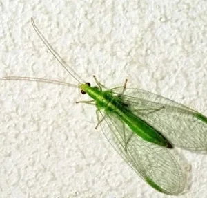 chrysoperla-carnea-tramier