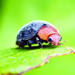 COCCINELLE CRYPTOLAEMUS