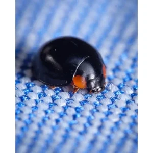 COCCINELLE EXOCHOMUS