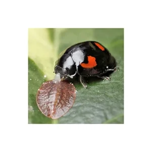 COCCINELLE PROPYLEA