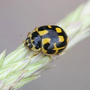 COCCINELLE PROPYLEA