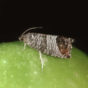 CYDIA POMONELLA