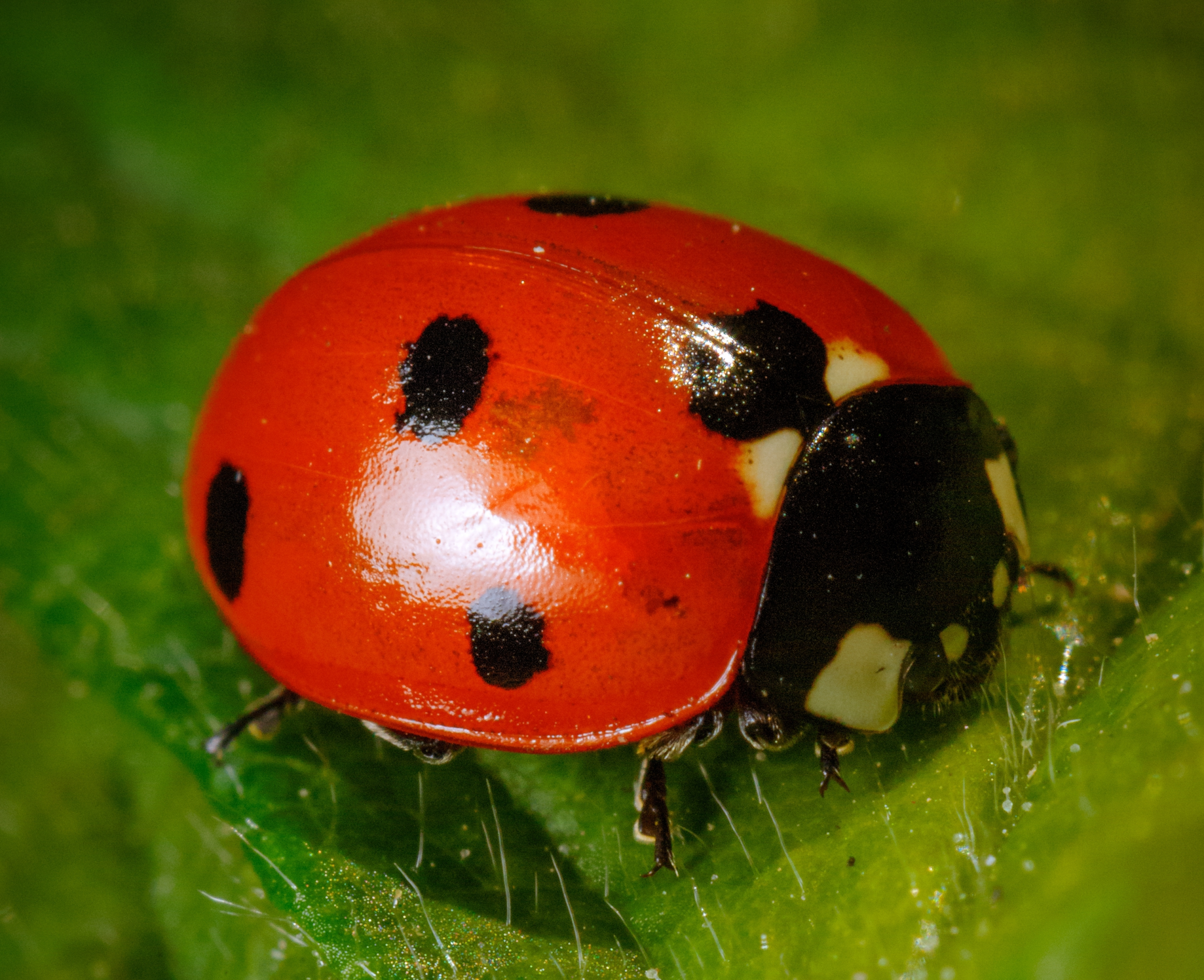 coccinellefeuille-sastramier