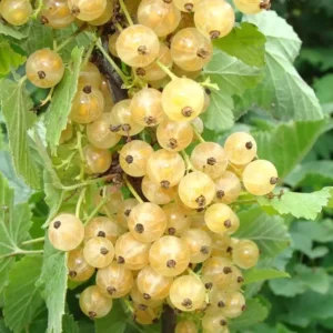groseille blanc-tramier