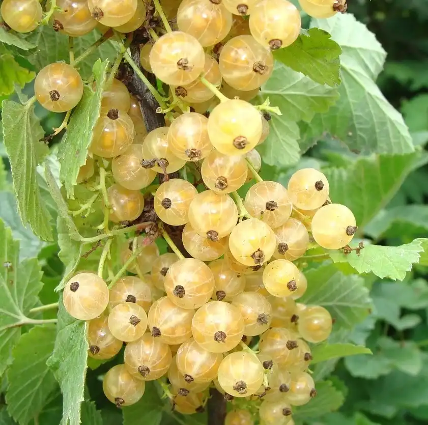 groseille blanc-tramier
