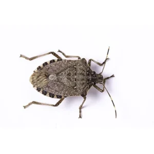 HALYOMORPHA HALYS