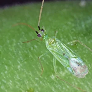MACROLOPHUS PYGMAEUS