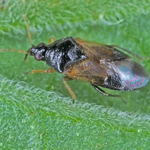 ORIUS LAEVIGATUS
