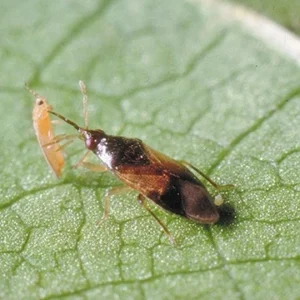 ORIUS MAJUSCULUS