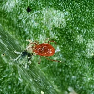PHYTOSEIULUS PERSIMILIS