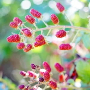 loganberry-tramier