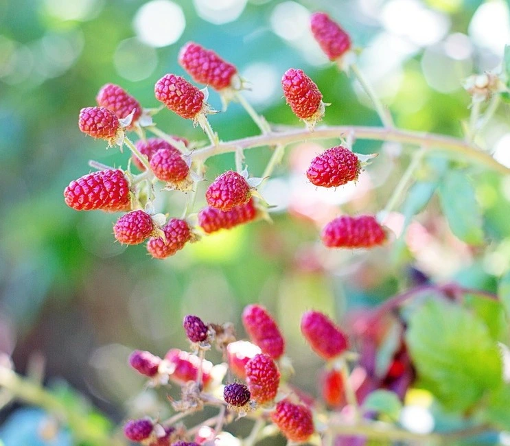 loganberry-tramier