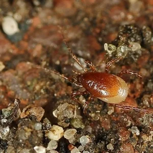 STRATIOLAELAPS SCIMITUS