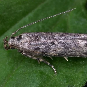 TUTA ABSOLUTA