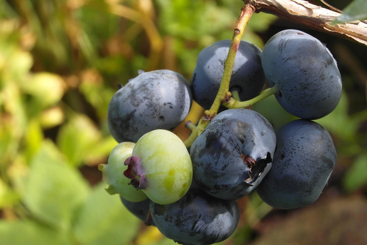 bluecrop-myrtille-tramier