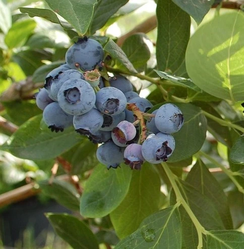 Reka-Myrtille-Tramier