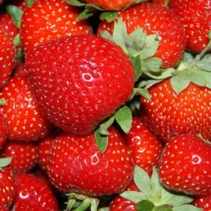 CAPELLA-fraisier-TRAMIER