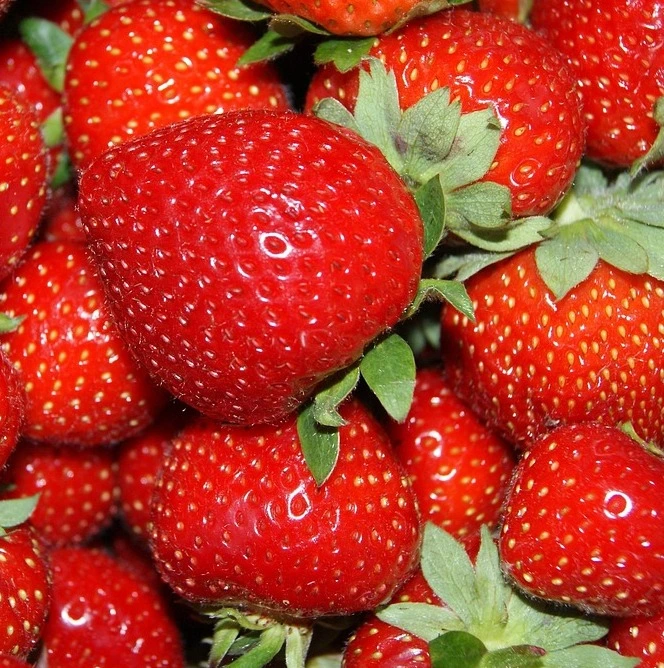 CAPELLA-fraisier-TRAMIER