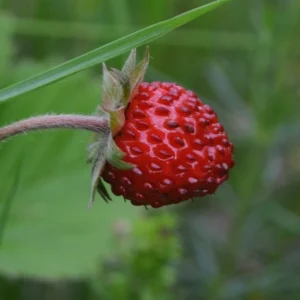 Reine des Vallée-fraisier-tramier