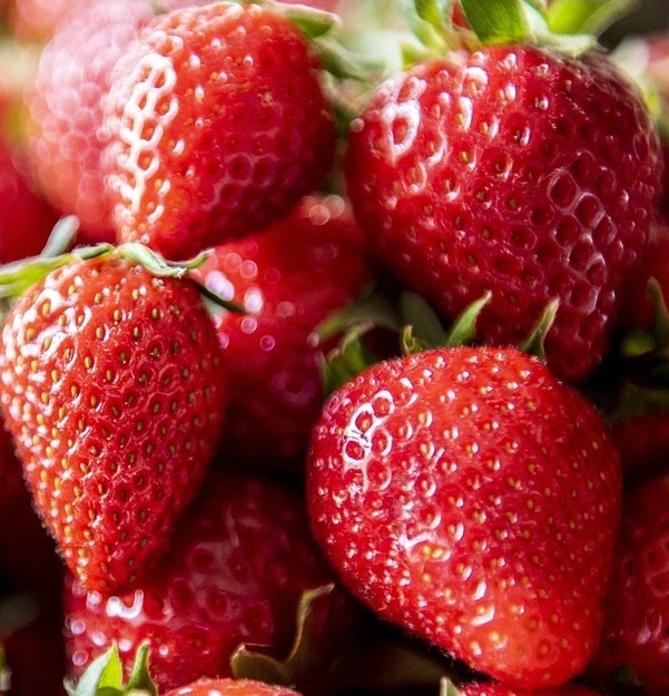 Ostara-fraisier-tramier