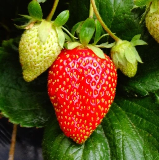cigaline-fraisier-tramier